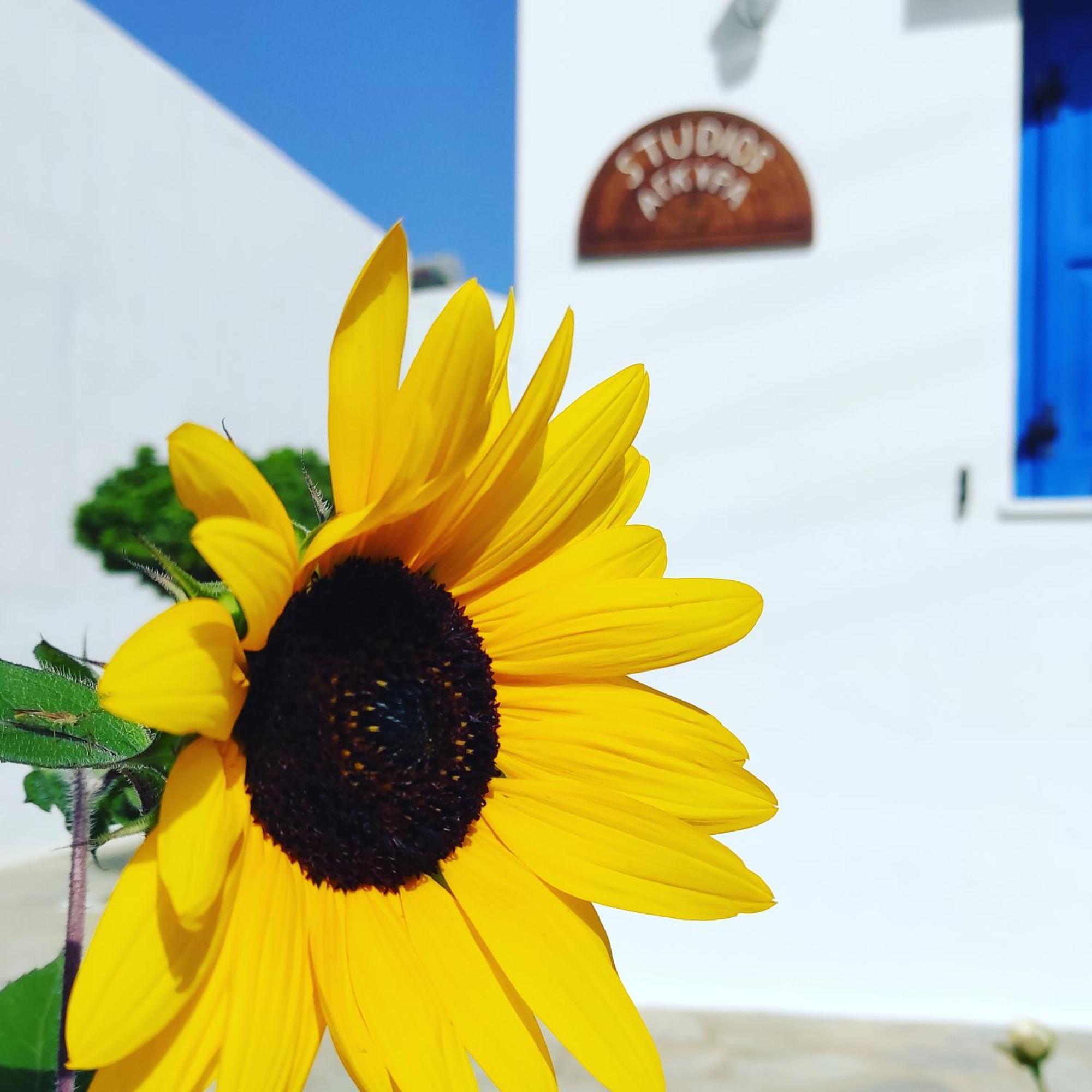 Studios Αγκυρα Livadi  Exterior foto